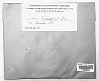 Usnea barbata image